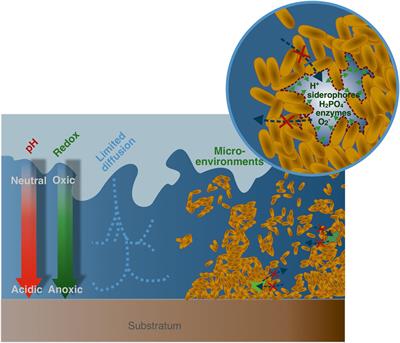 How Microbial Biofilms Control the Environmental Fate of Engineered Nanoparticles?